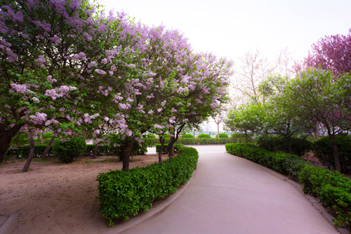 河北商贸学校花园小路